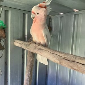 Cockatoos for Sale