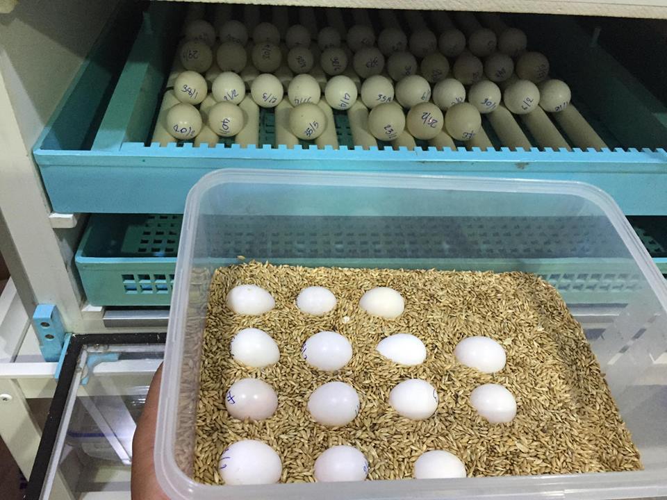 Cockatoo Eggs