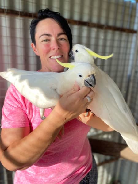 Cockatoos for Sale