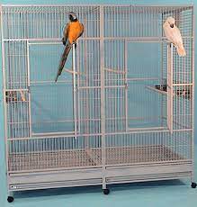 cockatoo
